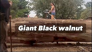 Loading a giant walnut into the trailer using a winch [upl. by Iline]