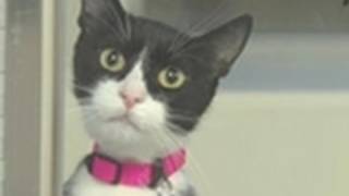 Kittens Scare Woman to Tears  My Extreme Animal Phobia [upl. by Yzeerb906]