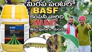 BASF company imunit new insecticide productin redchilli మిరప పంటలో BASF ఇమునిట్ కొత్త పురుగు మందు [upl. by Ybbob]