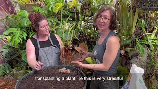 How to Build a Carnivorous Plant Bog [upl. by Daiz]