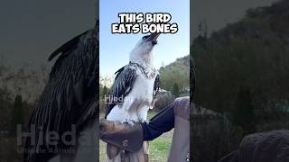 The Gypaetus barbatus birds  birds eats bones birds animalshorts animalfacts [upl. by Ennayhc]