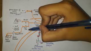 Pterygopalatine Ganglion Anatomy [upl. by Sera]