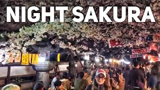 Night Cherry Blossoms at Ueno Park LIVESTREAM [upl. by Vidda506]