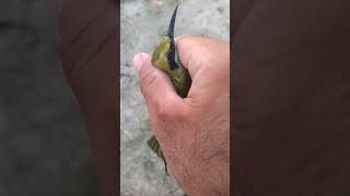 Green Bee Eater bird catch and release [upl. by Singhal]