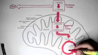 Human Metabolism Map  Cellular Respiration Glycolysis and The Krebs Cycle [upl. by Urbana847]