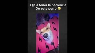 Ojalá tener la paciencia de este perro 😭 humor apt song perros memes paciencia [upl. by Jennee]