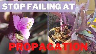 How to PROPAGATE Purple Heart FROM CUTTINGS  with UPDATE [upl. by Yor]