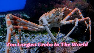 Crabtastic Creatures Meet the 10 Largest Crabs in the World [upl. by Liban]