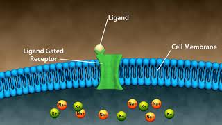 Types of Drug Receptors [upl. by Yeliw]