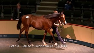 GOFFS ORBY SALE 2014 Highlights [upl. by Dahaf364]