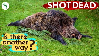 Should The UK Be Killing Its Wild Boar [upl. by Fougere]