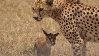 Shaky Video Cheetah playing with baby gazelle before eating it [upl. by Waylin]