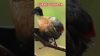 Turaco Violeta [upl. by Adnuahs]