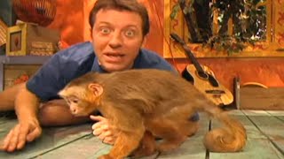 Zoboomafoo with the Kratt Brothers CAPUCHIN MONKEYS  Full Episodes Compilation [upl. by Haran]