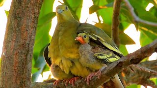 PinkNecked Green Pigeon With Chicks Singapore Nature 2020 [upl. by Llesig303]