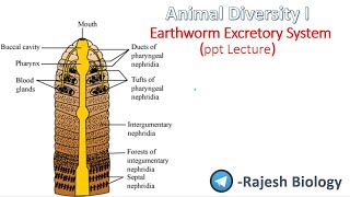 earthworm excretory system  Annelida Animal Diversity I  Structural Organisation  Rajesh Biology [upl. by Turoff14]