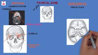 العظم الجبهي  frontal bone [upl. by Ijies]