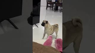 BRUNO reacting to pug barking video 🤣🤣🤣 pug puglife funny dog [upl. by Adnert]