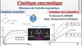 Séance 12  Effecteurs de l’activité enzymatique  Inhibition non compétitive [upl. by Dhiren]