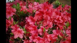 83 How to grow Azalea [upl. by Mcclimans956]