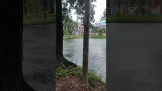 My campus satisfying youtube rainyday rainsounds youtubeshorts university morning soothing [upl. by Ssalguod]