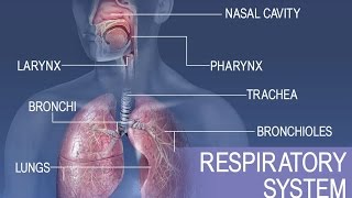 Anatomy and Physiology of Respiratory System [upl. by Cassondra]