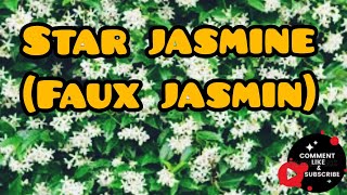 Star jasmine Faux jasmin [upl. by Aihsemek]