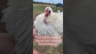 Frizzle Chicken  Frizzles are fun looking chickens to keep in your flock [upl. by Germana]