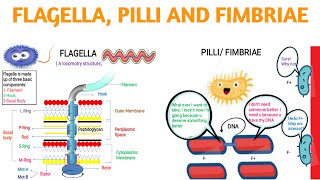 FlagellaPilli andFimbraie [upl. by Edra]