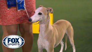 Bourbon the Whippet takes first place in the hound group  FOX SPORTS [upl. by Doykos]