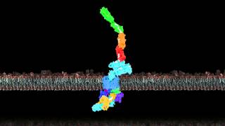 Pilus biogenesis at the outer membrane of Gramnegative bacteria [upl. by Mikal638]