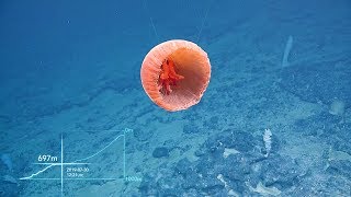 ROV Hercules Climbs Up the Wall of Tutuila Island  Nautilus Live [upl. by Herrmann]