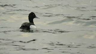 Tufted Duck male swimming [upl. by Kellsie]