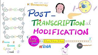 Posttranscriptional modification hnRNA to mRNA Splicesome Splicing Cap Tail Introns Exons [upl. by Ahsaekal]