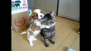 Cavalier king charles puppy vs cat [upl. by Gigi]