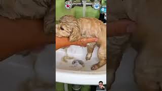 Abandon puppy was left alone in the tunnel Heartbroken puppy goldenretriever subscribemychannel [upl. by Onailimixam653]