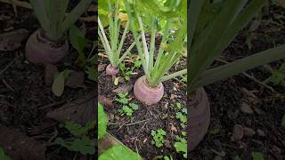 Rutabaga or Swede experiment garden [upl. by Dilaw601]