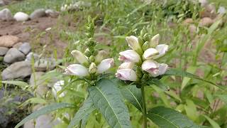 White Turtlehead Chelone glabra [upl. by Guy]