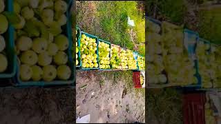 Guava paking l Guava garden krate packing l guava fruit tropicalfruit fruitcrops [upl. by Goldsworthy]