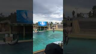 MARINELAND vacances juilletaoût 2024 [upl. by Russian]