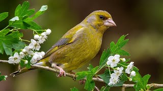 Springwatch Wildlife Live Cameras 🦊🐝  BBC Earth [upl. by Hayton755]