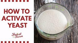 How to activate dry yeast Be sure its alive [upl. by Ophelia]