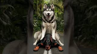 Siberian Husky Vs other dogs german shepherd  rootweiler pit bull [upl. by Kendrah438]