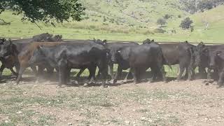 BOWRAN ANGUS HEIFERS [upl. by Crawford]