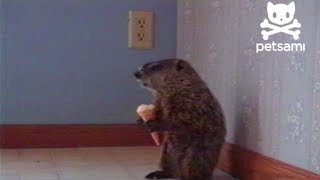 Just a woodchuck eating an ice cream cone [upl. by Alsi]