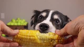 ASMR Dog Reviewing Food  Sophie eating corn on the Cob [upl. by Airot]