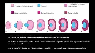 Presentaciones  Embriología de Glándulas Suprarrenales [upl. by Seow]