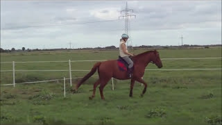 3Dressur reiten mit feinen HilfenPferdegerecht reitenLosgelassenheit [upl. by Byram367]