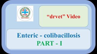 Enteric colibacillosis Part 1 [upl. by Buckley58]