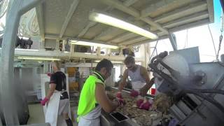 AUSTRALIA PRAWN TRAWLER FISHING 2014 [upl. by Kcirdled]